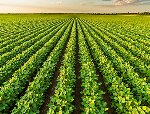 5 dicas para o plantio de soja